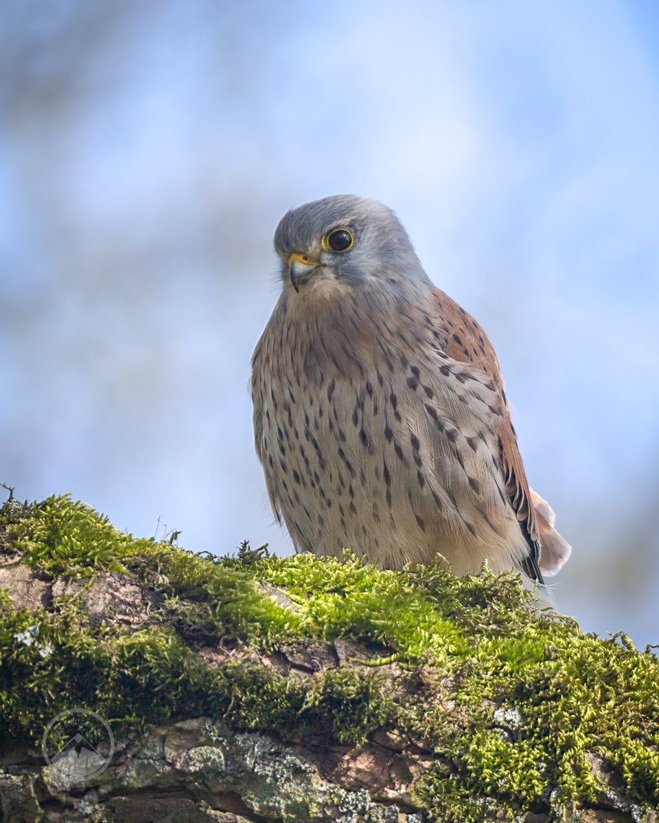 I've often see a kestrel swoop down from the trees when I'm walking the dog in the village. This morning I spotted this one before he spotted me @nidderdaleuk #nidderdale #kestrel #eurasiankestrel