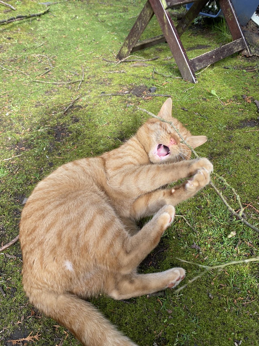 orangepeencat's tweet photo. fock this branch I HATE HIM https://t.co/hCtcubgfAW