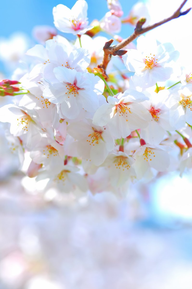 Sakura Sakura Rtd Twitter