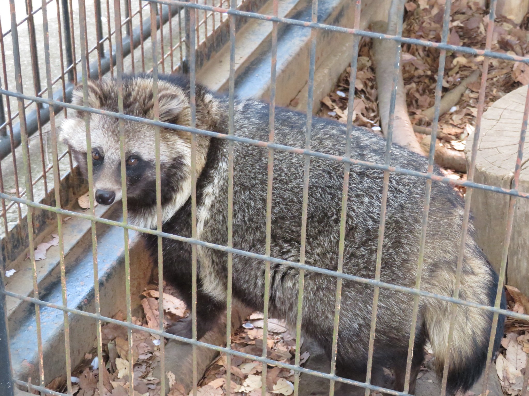 夢見ケ崎動物公園 Twitter Search Twitter