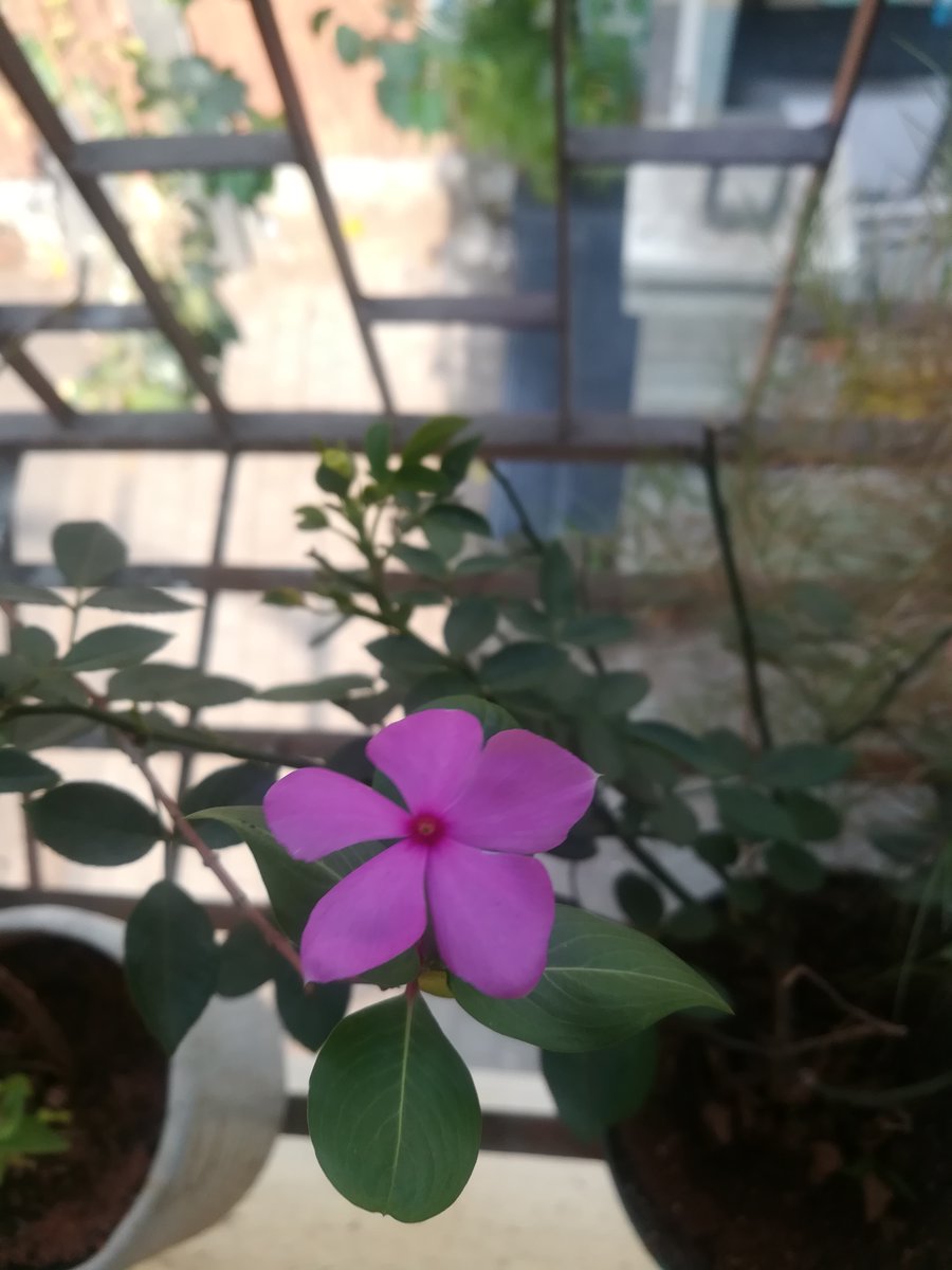 teatattler's tweet photo. Beauty in simplicity 🌸

#Today #Periwinkle #Vinca #Sadabahar #Sadaphooli #Flowers #GardenStories #UrbanLiving https://t.co/gnCog0BRZ2