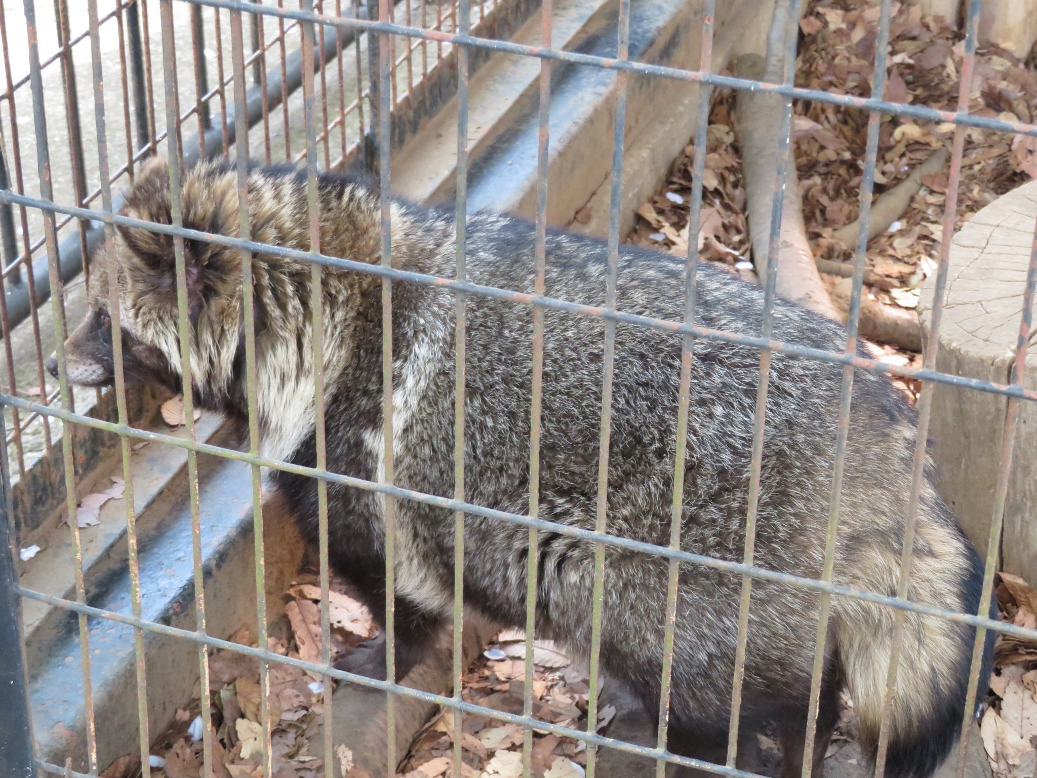 夢見ケ崎動物公園 Twitter Search Twitter