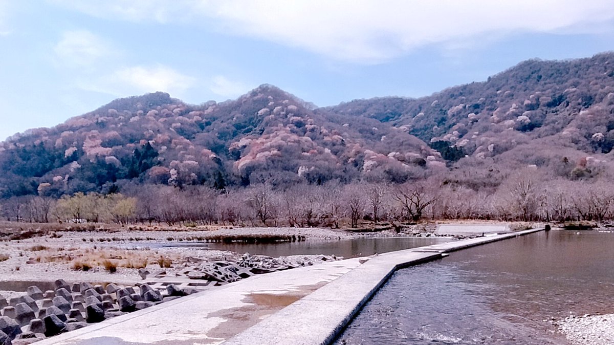 back_hanger's tweet photo. 今年も雨情華月様の聖地お花見ドライブしました。
桜は満開間近でしたがとても綺麗でした。
画像貼っておきます。
１つだけ去年の画像があります、スミマセン😭
#雨情華月
#お花見ドライブ https://t.co/nNX5gk2x5Q