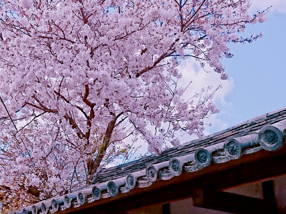 back_hanger's tweet photo. 今年も雨情華月様の聖地お花見ドライブしました。
桜は満開間近でしたがとても綺麗でした。
画像貼っておきます。
１つだけ去年の画像があります、スミマセン😭
#雨情華月
#お花見ドライブ https://t.co/nNX5gk2x5Q