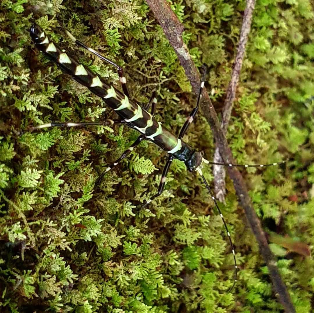 aimsdupo's tweet photo. One of the many stick insects found in Mt. Makiling is Orthomeria. This is the only stick insect I can readily id because of its colors. They're hard to spot because they really look like twigs.
#stickinsect #insects_of_our_world #forestinsects #biodiversityph https://t.co/txEL0K23Nh