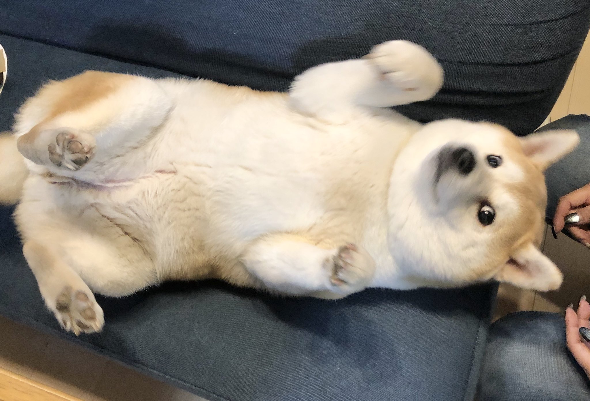 柴犬ゆず もふもふ なんか猫みたいだなぁ にゃー 柴犬 Shiba T Co Izx19l6q9h Twitter