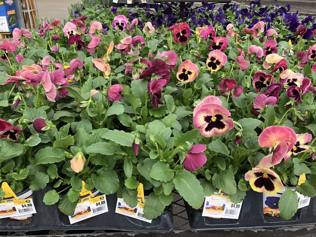 Todd S. - Battlefieldfarms tweet media