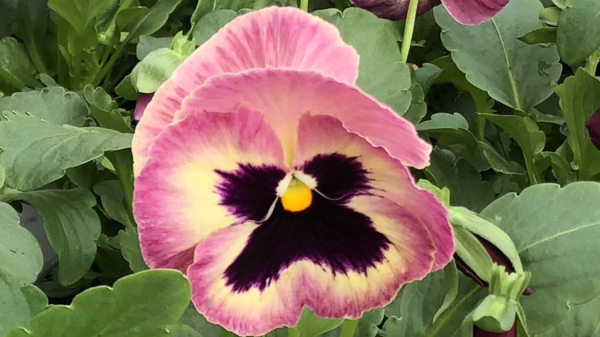 Todd S. - Battlefieldfarms tweet media