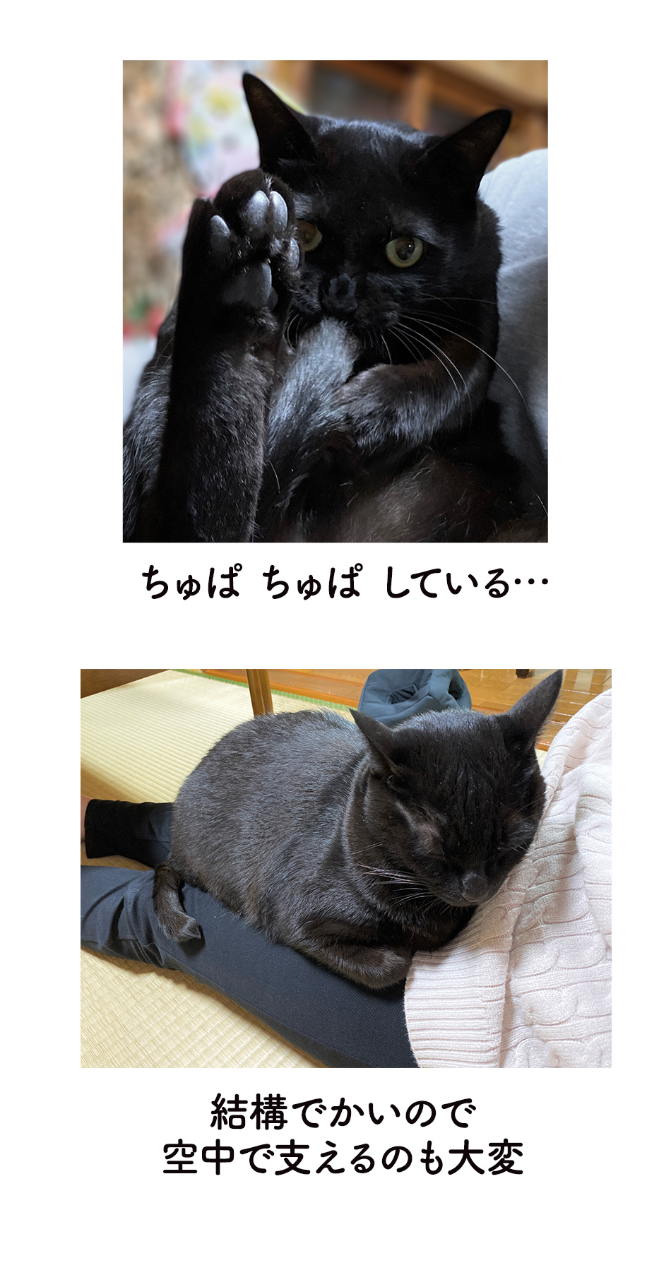 だっこ中のねこ フリーダムに空中で甘えたり遊びはじめたりするw 話題の画像プラス だっこ中のねこ フリーダムに空中で甘えたり遊びはじめたりするw 話題の画像プラス