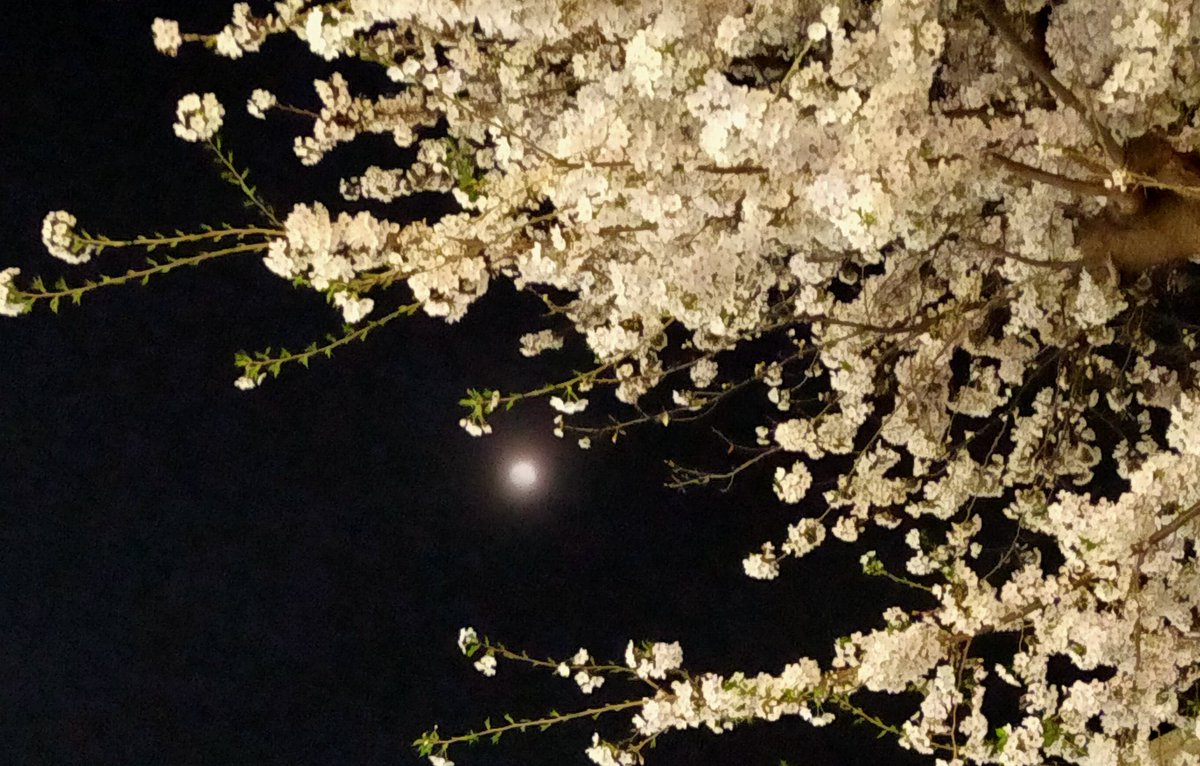 夜桜とおぼろ月は見ましたか？まだ間に合うかもしれません🌕💖月が綺麗 