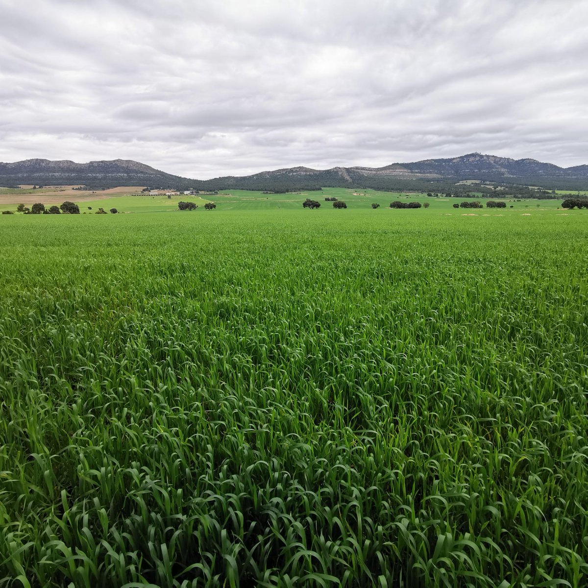 RenovablesSIperoNOasi tweet media