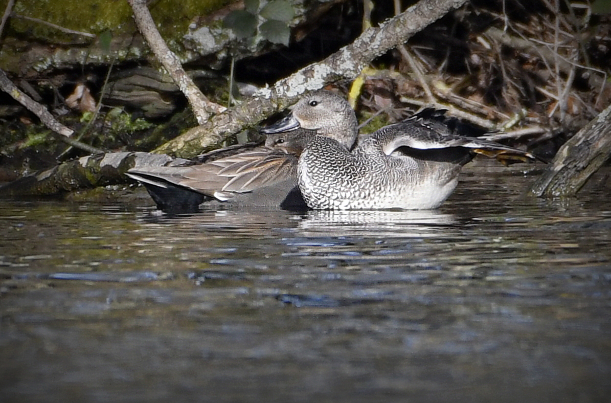 ChrisWizz3r's tweet photo. @FleetPondSoc @HartCountryside @BBCSpringwatch A pair of Gadwell (I think) at Sandy Bay this morning https://t.co/zJqQi7Ewxd