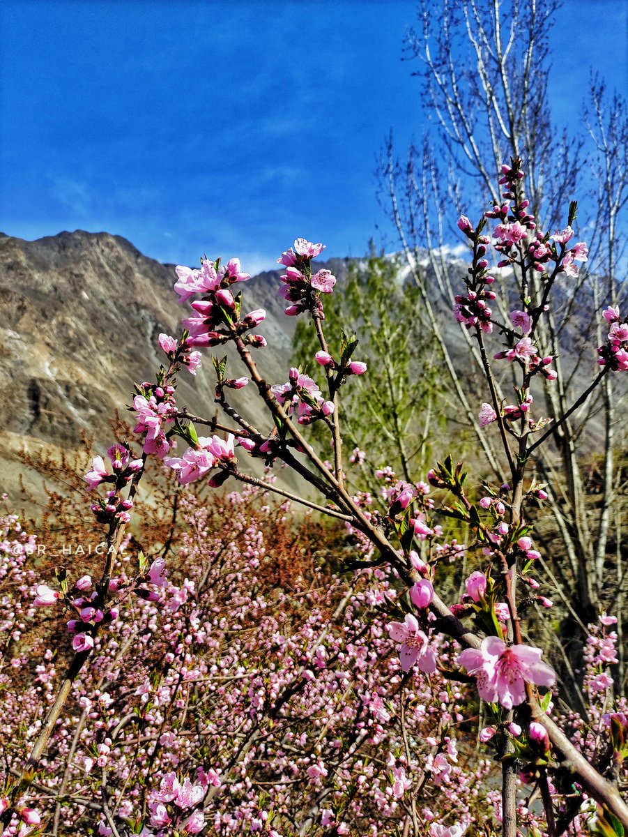 sr_haical's tweet photo. “Spring is when you feel like whistling, even with a shoe full of slush.”
📷: @sr_haical
#ExploreNagarTravels #sr_haical #NagarValley #GilgitPakistan #UnitedGilgitBaltistan https://t.co/1P5mILVTXf
