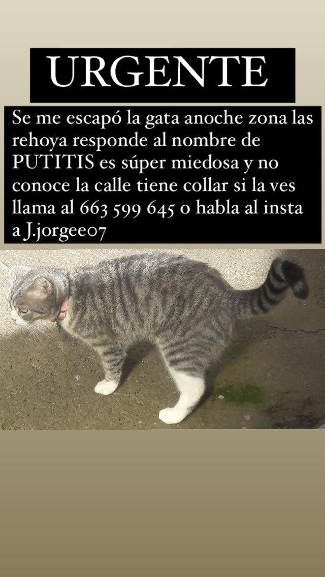 TeBoehpe's tweet photo. Se me escapo la gata anoche zona las rehoyas (las palmas )  @auronplay @TheGrefg @TeamHeretics  @massisenpai @ImAgus51 @CruzCafune @IbaiLlanos @1996Javi @EmpershaoEsp @espesfc https://t.co/oLKHYsrfWh
