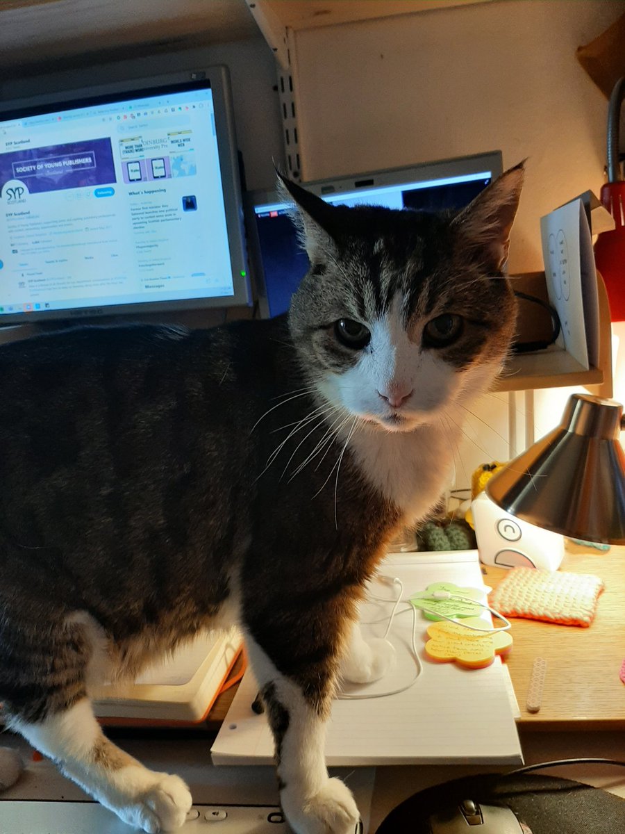 CatrionaMCox's tweet photo. @SYPScotland Tam joined us briefly #SYPCats #SYPRefresh Tam is seventeen, very snuggly and sweet and loves books (well corners of books anyway) ๐ป https://t.co/7Ns1Tf3bJA