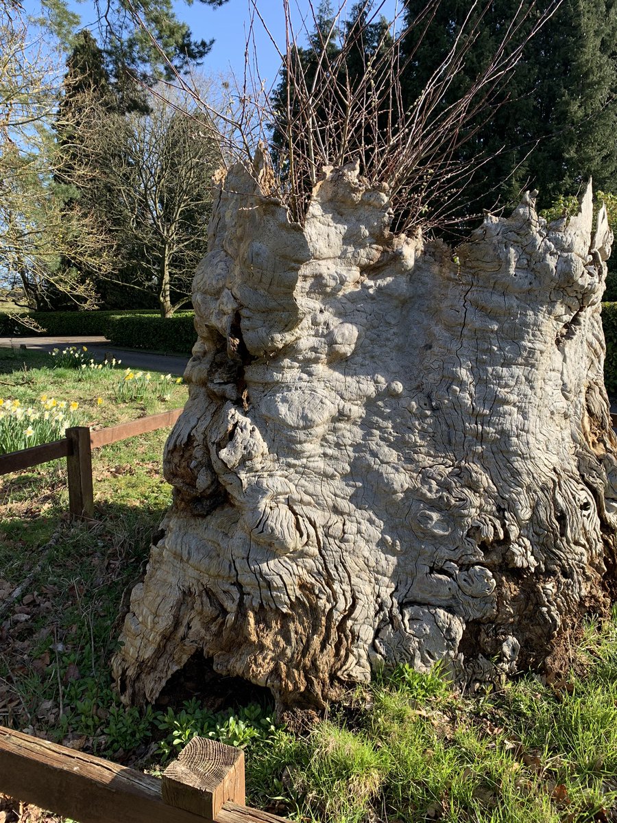 mb07120675's tweet photo. Elm tree rebirth https://t.co/UfZ1wneMtn