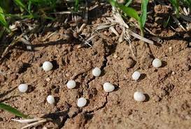 ماهو سماد اليوريا  وماهي خطورته ؟       
   CO(NH2)2                                         : الصيغ...