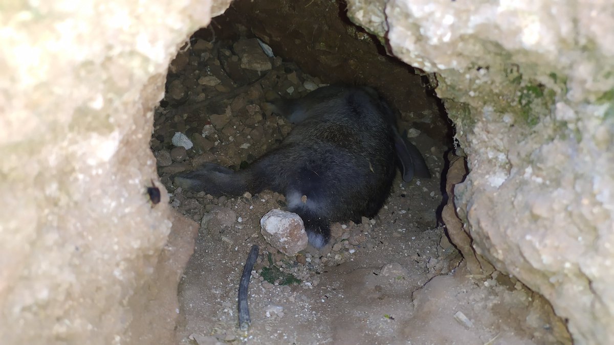 Me encuentro otra madriguera tapada, esta vez por una bolsa con piedras dentro y un polvo sospechoso. Dentro de la madriguera un conejo muerto. No es ninguna zona agrícola, es una zona de monte, que no me venga nadie a decir que si destrozan cosechas ni mierdas. Es maldad sin más
