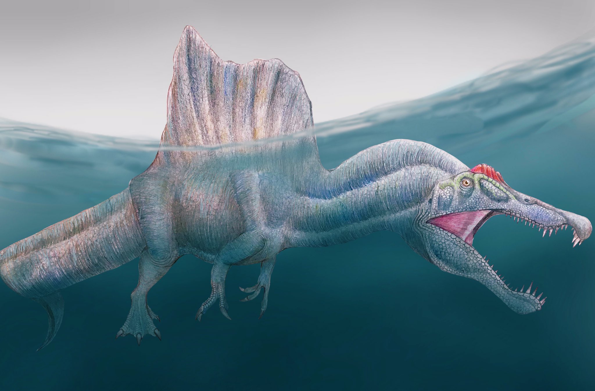 なぽりたん スピノサウルスを描きました 結構頑張った イラスト恐竜博物館 絵描きさんと繋がりたい T Co Lixh2jsvmq Twitter