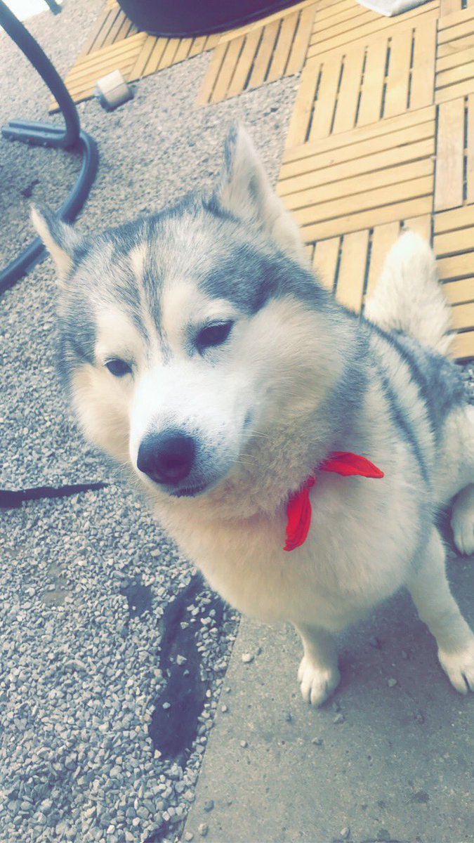 thomas_Vssr's tweet photo. Mon chien s’est sauvé sur desvres si quelqu’un l’aperçoit merci de me contacter 🙏🏻😩 https://t.co/TiXTYJvg83