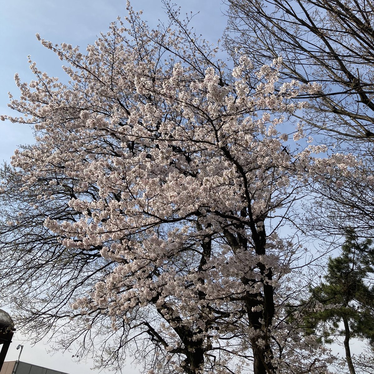2465ma_ma1920's tweet photo. @tos

いのお県で撮りました
やおとめ県はまだ咲いてませんでした

#みんなでエア花見
#nhkらじらー https://t.co/YJ3AqZn7uy