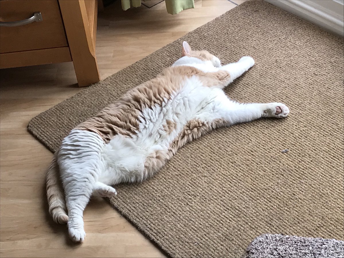 Theo_Top_Cat's tweet photo. Time for a good stretch after my sleep https://t.co/vGkJ2MtYLf