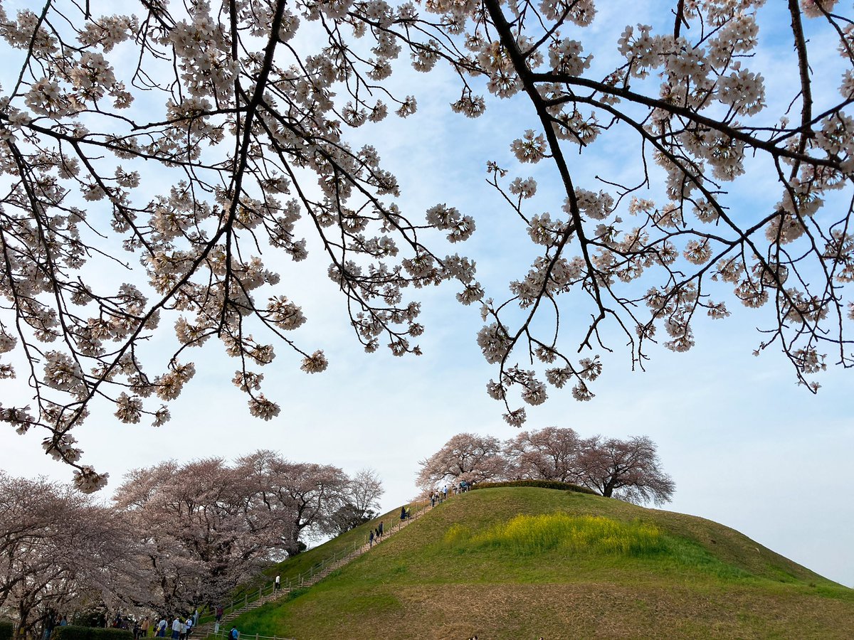 秩父鉄道パレオ パレナ 公式 さきたま古墳公園にもやってきました 丸墓山古墳の桜 美しいです 丘の上に咲く桜って素敵ですね 行田市駅南口からバス利用 秩父鉄道 行田 行田市駅 さきたま古墳 埼玉古墳群 丸墓山古墳 桜 秩父鉄道パレオ パレナ 公式 さきたま古墳公園にもやってきました 丸墓山古墳の桜 美しいです 丘の上に咲く桜って素敵ですね 行田市駅南口からバス利用 秩父鉄道 行田 行田市駅 さきたま古墳 埼玉古墳群 丸墓山古墳 桜
