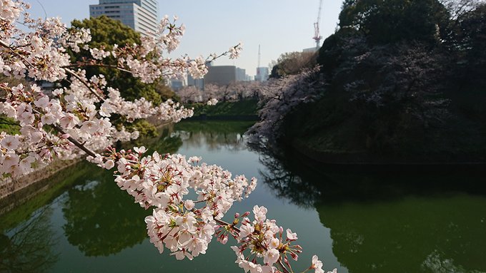 東京のさくらといえば千鳥ヶ淵。
そして武道館では大学の卒業式があるらしい。 