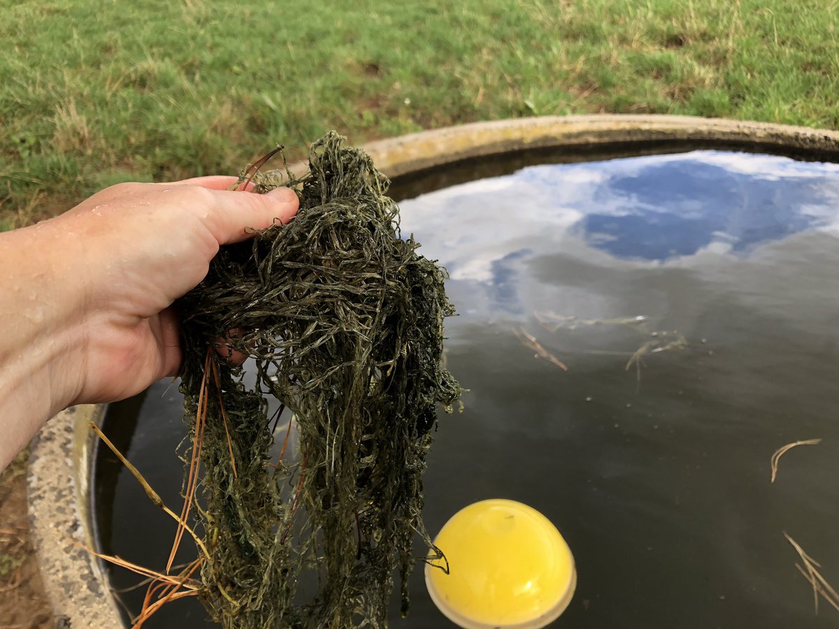 YonBaker's tweet photo. Eww - that shouldn’t be in the water trough...or in the guts of a cow...it looks like it’s spent some time in there 🥴🤢 #netwrap https://t.co/RguRPqqoZV