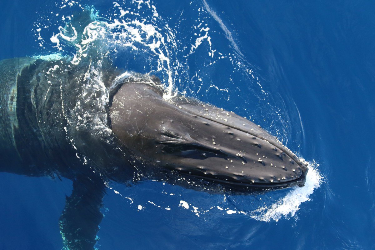 🦐 Our #scientists and 80+ #whales homed in on a #krill super-swarm off #Antarctica more than 1km long. 
🐋 See tracks of the whales’ feeding frenzy on the #echosounder from #RVInvestigator! 
1️⃣ Why the voyage? bit.ly/3crEvVb
2️⃣ What it achieved: bit.ly/3fiFzwH