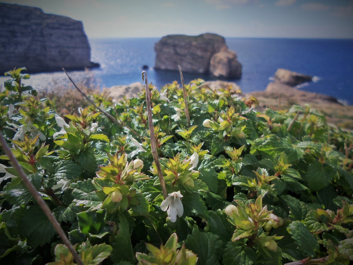 DwejraTower's tweet photo. Greetings from #Dwejra #Gozo Have a great weekend 🙂
#staysafe #heritagerestored @dinlarthelwa #Natura2000 #heritagepark #EveryoneNeedsNature @GrandSpaGozo @githmagazine @NatureTrustMLT @KempiSanLawrenz @farrugiaaaron @a_better_Gozo @NoelFormosa https://t.co/fL0W4r8ooN