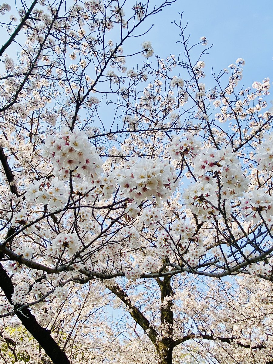 ট ইট র Shun 花見スポット 桜並木が連なっていて あとは近しい人とベンチに座って語らいながら 近くの桜も眺めたり 桜以外にも一面綺麗な花が咲いている場所があったり あ ここ千葉大学って所です 春から千葉大の皆さん おめでとうございます