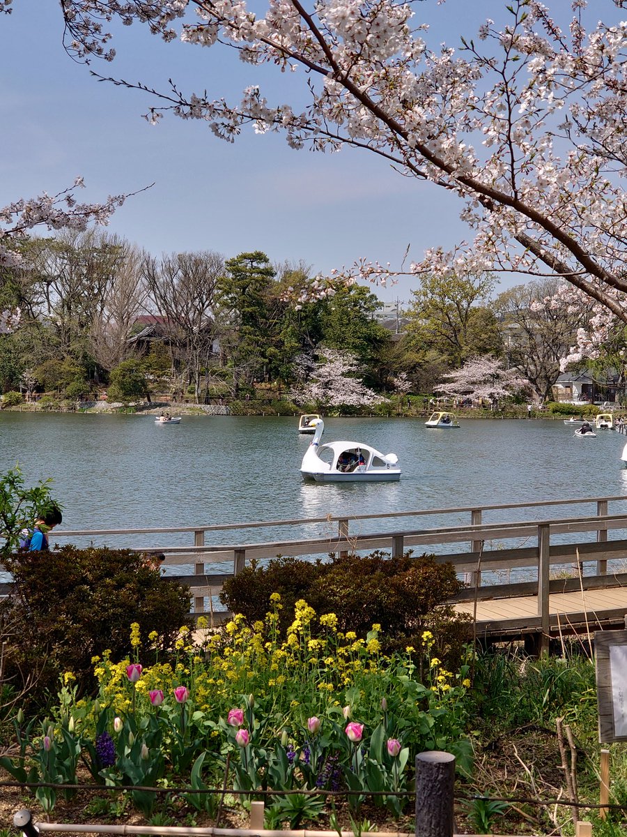 tastust's tweet photo. お花見日和でした🌸
手漕ぎボートにも初挑戦🚣‍♂️ https://t.co/tmsdFfsBe2