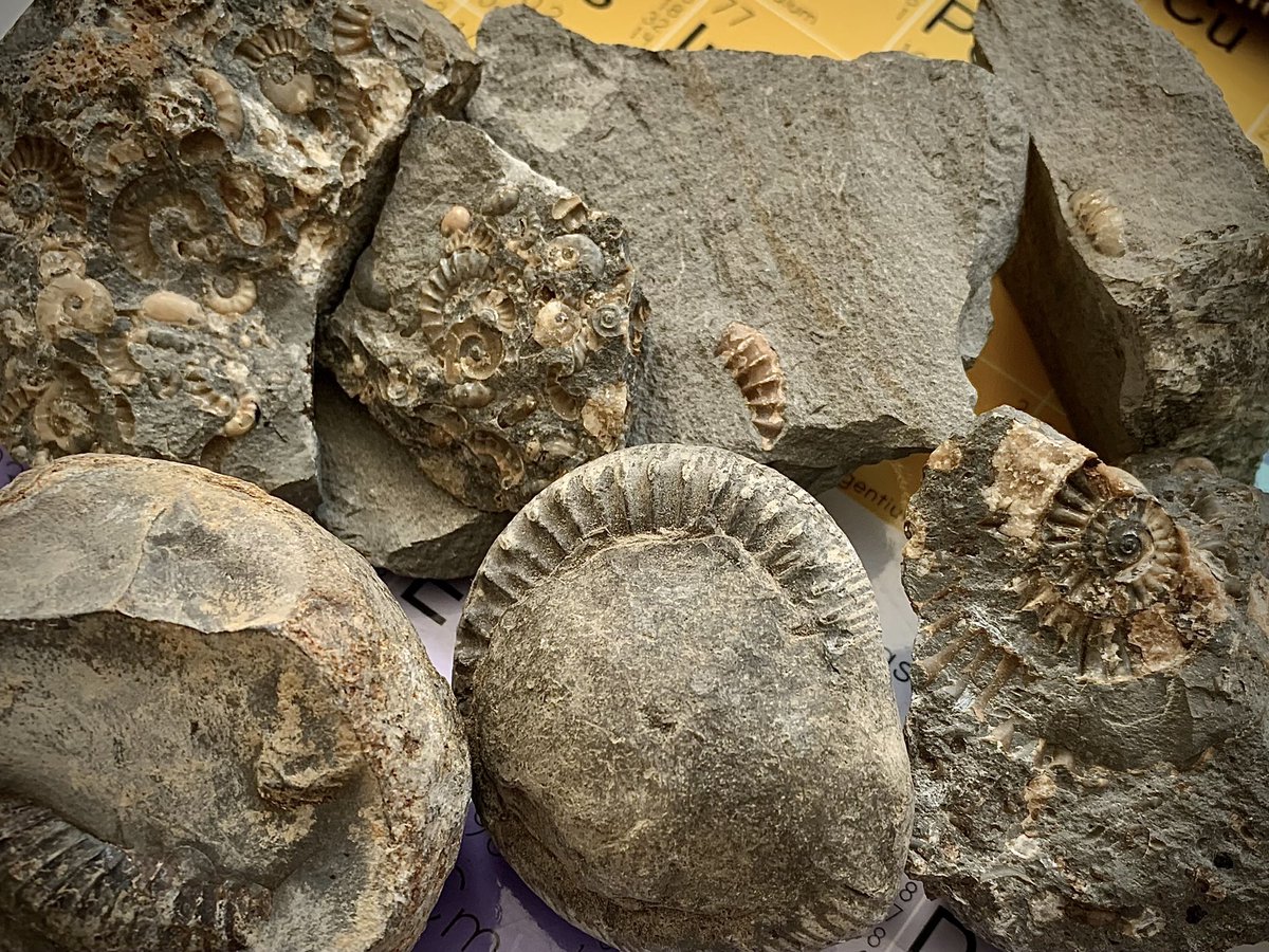 jen_gossman's tweet photo. #excitingtimes finally got some of my lovely fossils down. A collection of Amonites going to be preparing them likely with a dremmel engraver as its what iv got but ill try to have a go on an air abrasive maybe! #fossilfriday #fossilpreperation #amonitefossils #CUConservation ๐ฆ https://t.co/flJLLwJHsr