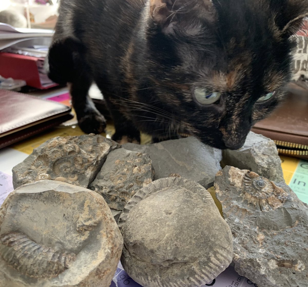 jen_gossman's tweet photo. #excitingtimes finally got some of my lovely fossils down. A collection of Amonites going to be preparing them likely with a dremmel engraver as its what iv got but ill try to have a go on an air abrasive maybe! #fossilfriday #fossilpreperation #amonitefossils #CUConservation ๐ฆ https://t.co/flJLLwJHsr