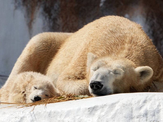 ホウちゃんのマイブーム 雨の日でよく滑るのが楽しかったみたいで 何度も遊んでました 動画音あり ホッキョクグマ シロクマ 天王寺動物園