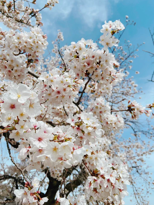 万博公園満開でした?? 