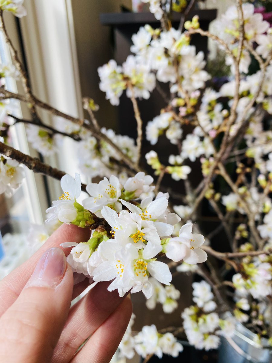 小鷹奈月 恵庭のバルーン フラワー Lafelice ﾗﾌｪﾘｰﾁｪ Natsuki Kotaka Twitter