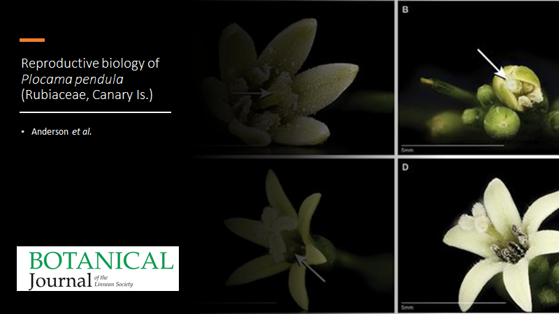 BotJLinnSoc's tweet photo. Reproductive biology of #Plocama pendula #Rubiaceae), a successful island colonist. #CanaryIslands #IslasCanarias #BreedingSystem #Dioecy #Gynodioecy
Anderson, Pérez De Paz, Anderson, Bernardello &amp; Taylor
https://t.co/oqvm9ehopc https://t.co/8lnXqlaw0n