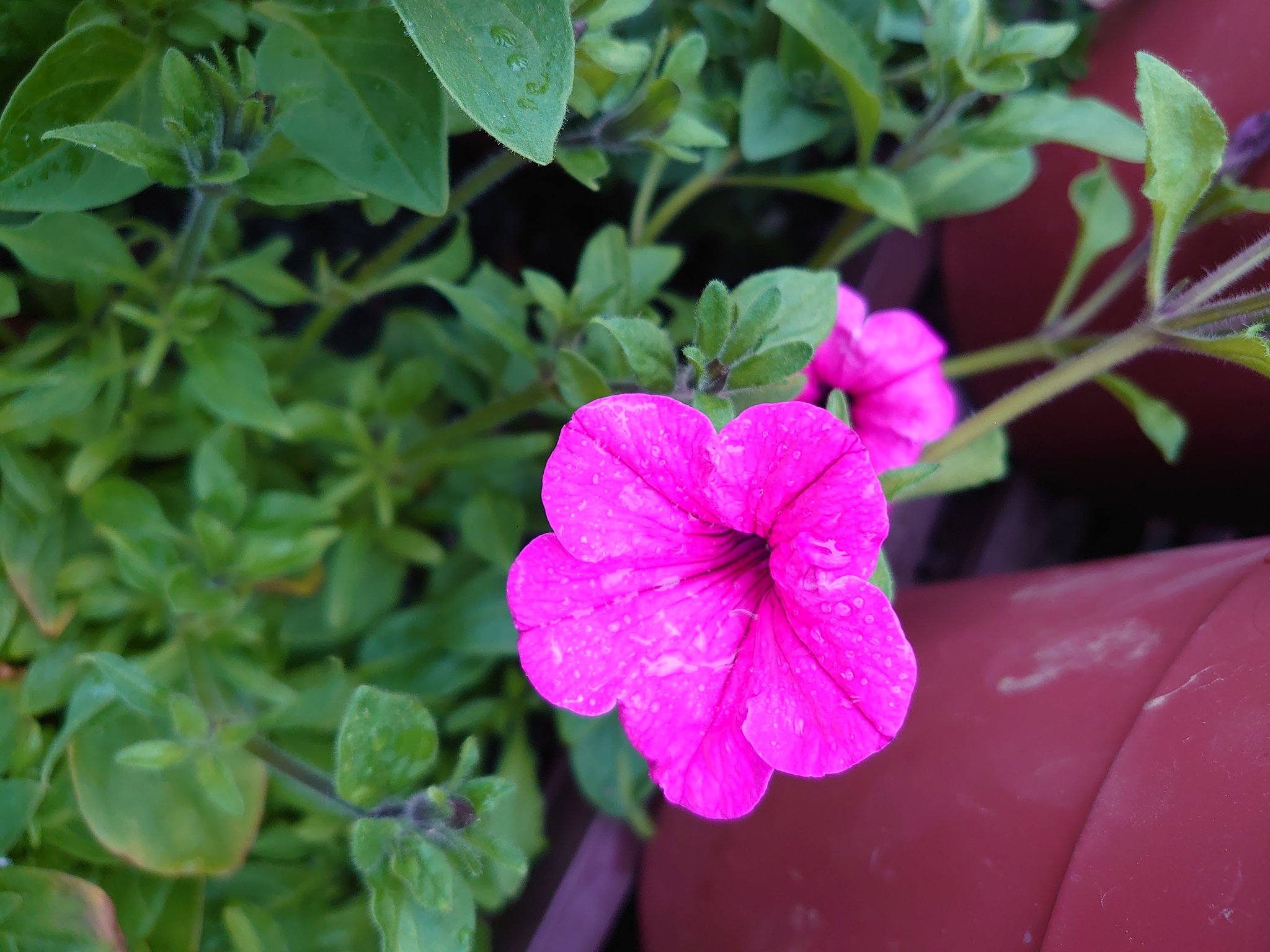 青寝 ブルーネル サフィニアマックスの花が咲いた 越冬した挿し芽が絶好調 青寝 ブルーネル サフィニアマックスの花が咲いた 越冬した挿し芽が絶好調