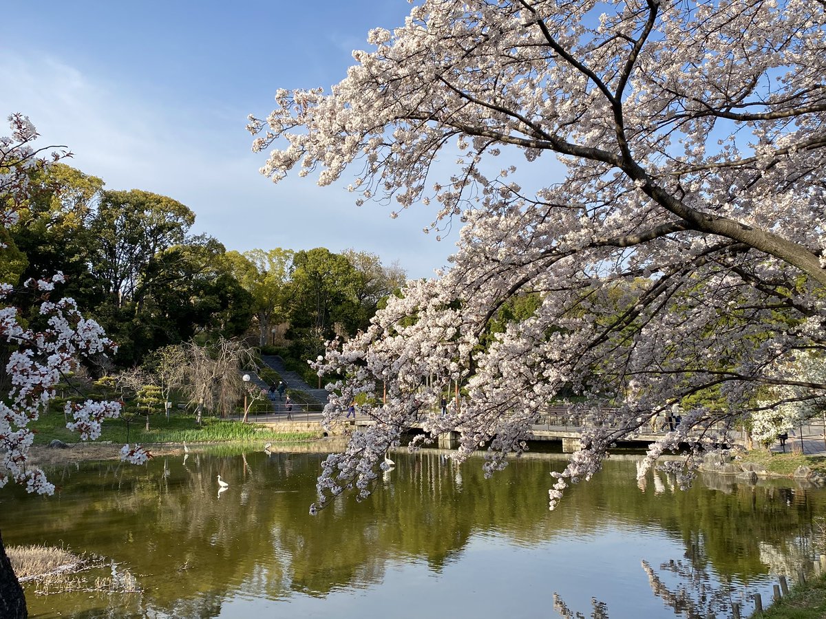 Minky 鶴見緑地公園の桜もいいねぇ