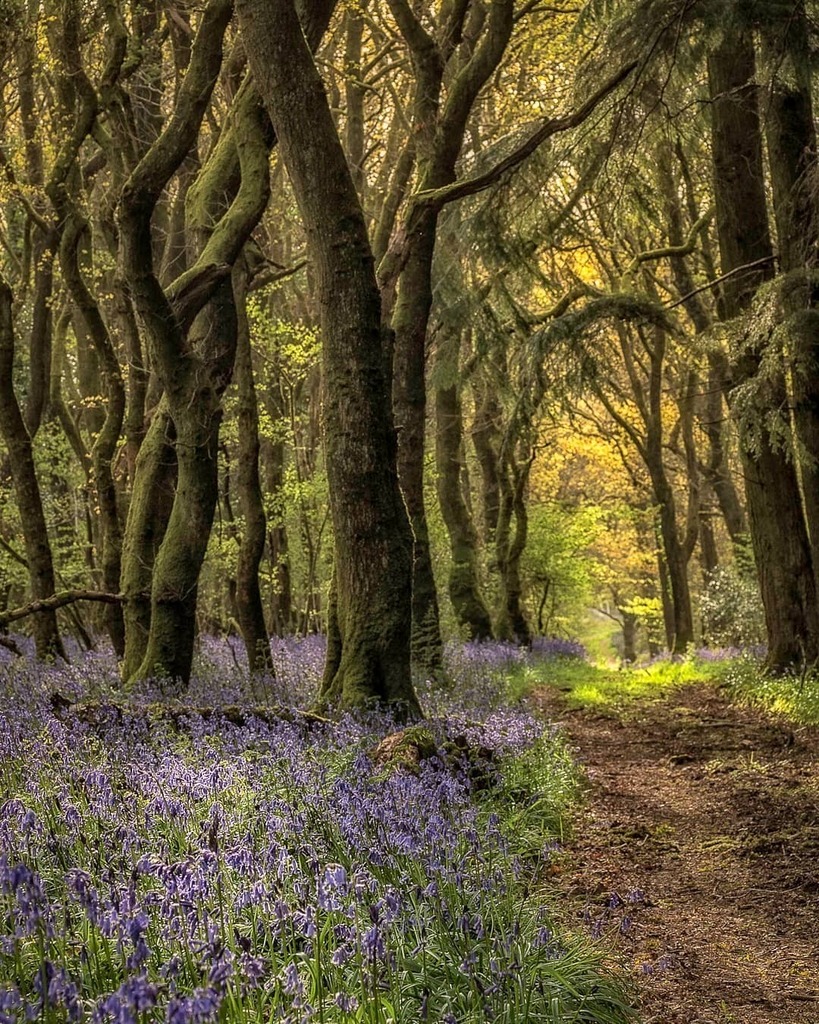 tomormerod's tweet image. Can't believe I missed the Bluebells last year.. Fingers crossed for the next couple of months...
Olympus OM-D E-M1 MK II
Olympus 60mm f2.8 macro
Nisi M75 system
.
.
.
#Dorset #visitdorset#getolympus #olympusuk #treephotography #treesofinstagram #treemag… instagr.am/p/CM6b5fajB7c/