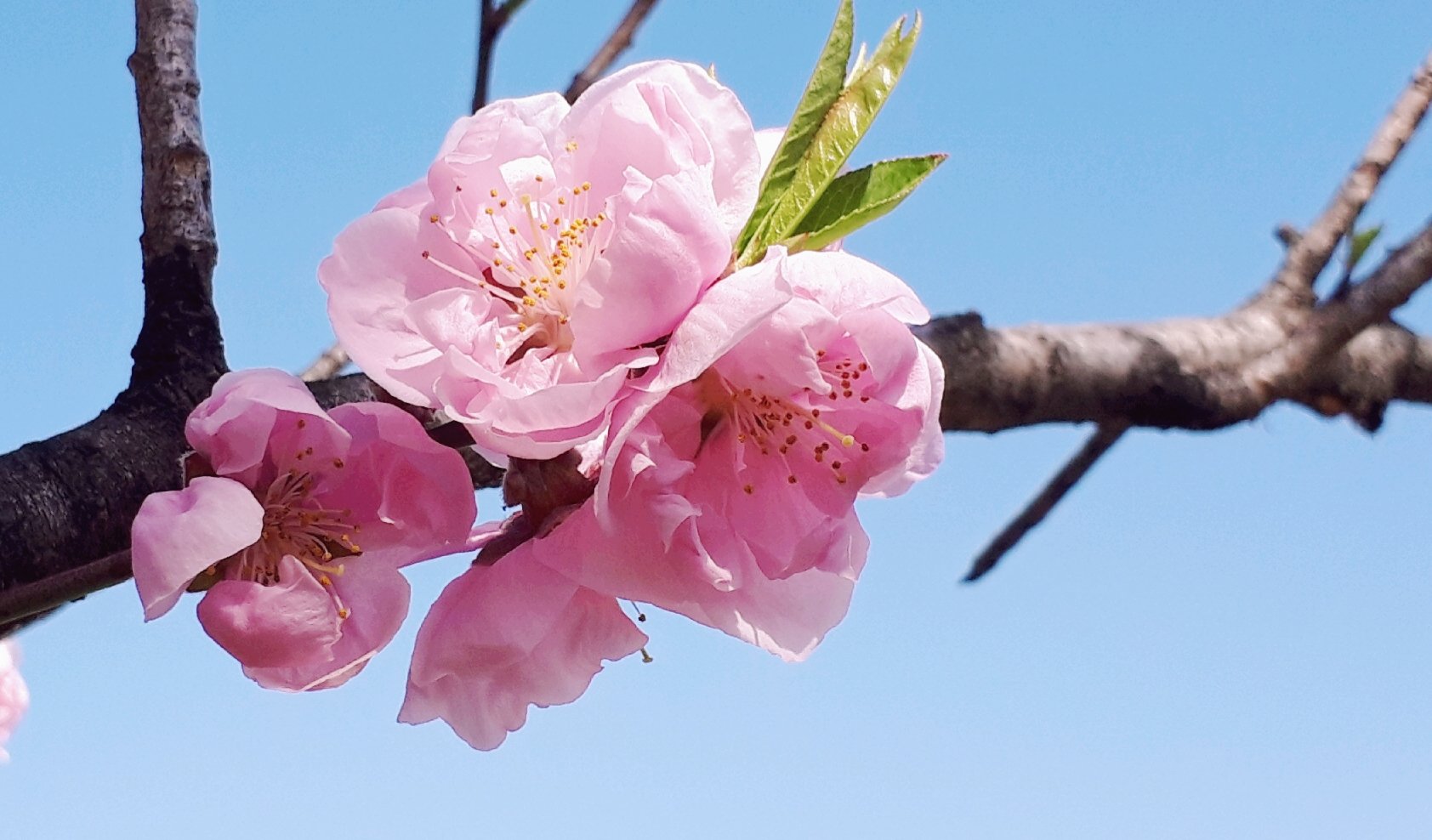 ちこり 産地直送 Fwf I Mﾁｺﾘﾝ ちこりの花桃祭り 9回目 概ね横に伸びてます Fwf 花言葉は 恋のとりこ みんな仲良くね ஐ ᵕ 人 ᵕ ஐ ちこりの花祭り 花桃 桃 桃の花 メルヘン同盟 花言葉 花写真 空がある風景