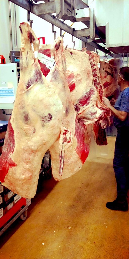 ABCoppin's tweet photo. Another week goes by for the outback beef business. It’s very rewarding being apart of all this supply chain from the start to the end 👌@roseycatherine @AustralianBeef @MrsPlains @KPCAssoc @RangelandsNRM @kranjiracing #outbackbeef https://t.co/lZdOG82q7d