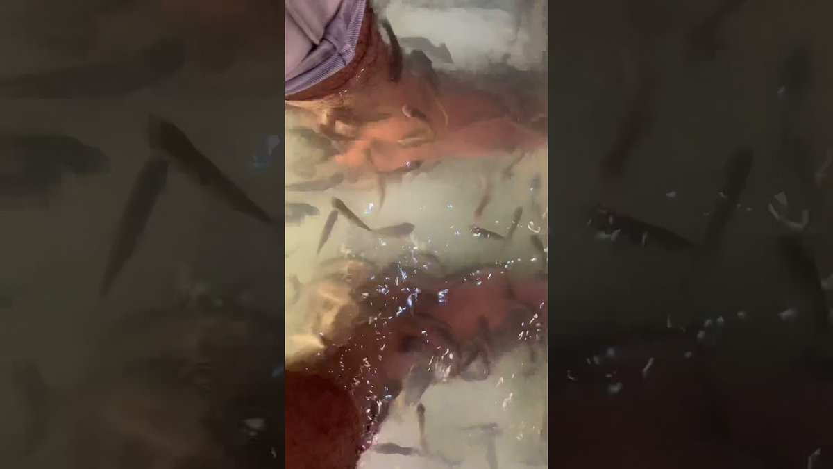 iamsuvayan's tweet photo. Fish Spa , Skin treatment , Doctor fish , fish eating dead skin cell , foot spa – https://t.co/0oqkuuNDhJ https://t.co/bnFYfER5tY