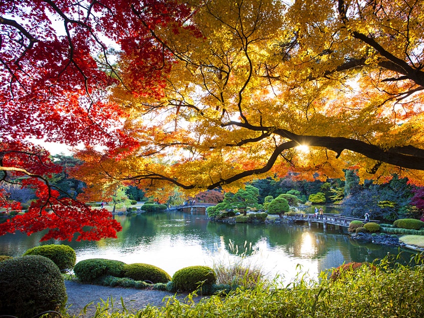 lonelyplanet's tweet photo. From festive winter illuminations to cherry blossoms in spring, Tokyo changes every month. Here's when to go. https://t.co/jTSOh7Gqxc https://t.co/aBl4nFALt1
