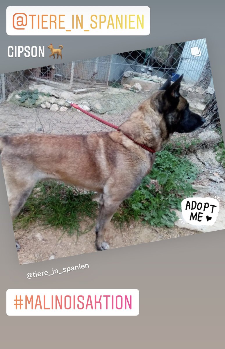 tiere-in-spanien.de/gipson/ 
#adoptdontshop #zuhausegesucht #tierschutz #tierschutzhund #tierschutzhunde #spanien🇪🇸 #tiereinspanienev #hundeliebe #hundeblick #dog #tierheimhund #hundehilfe #hund #Adoption #beste #SweetHome #fürimmerzuhause #adoptme #DogLover #dogsoftwitter #love ❤️🐕
