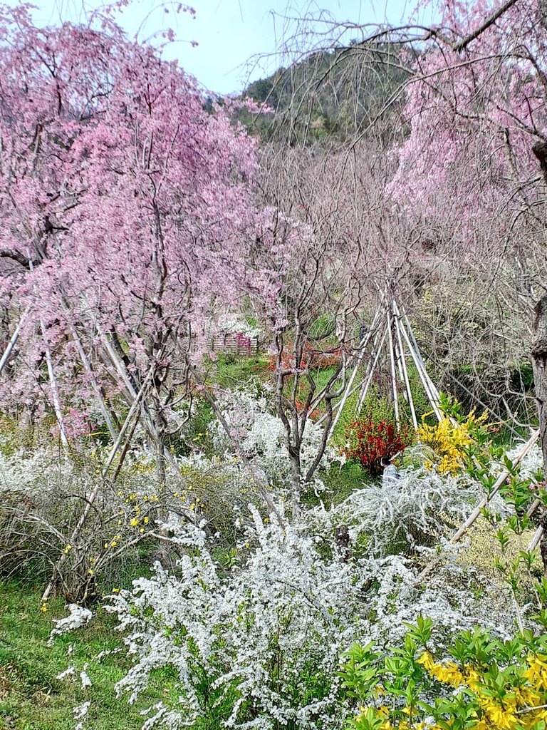 京都 桜の原谷苑 本日の苑内です 京都 原谷苑 桜 花見 T Co Xy5qwray9i Twitter