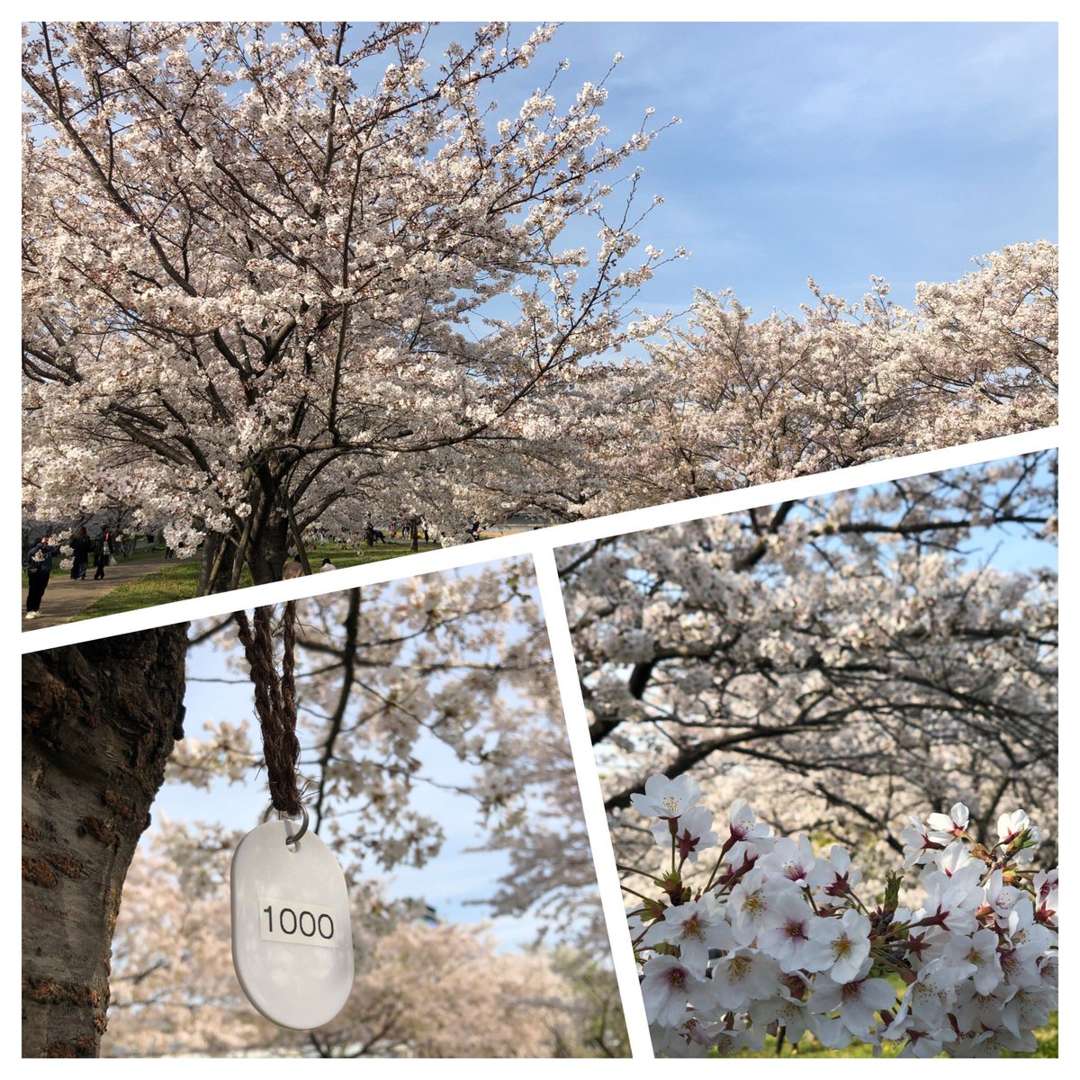 c_budich's tweet photo. Komatsugawa Senbon Sakura. The 1000 Sakura Trees of Komatsugawa. https://t.co/WNG2EkcU7z