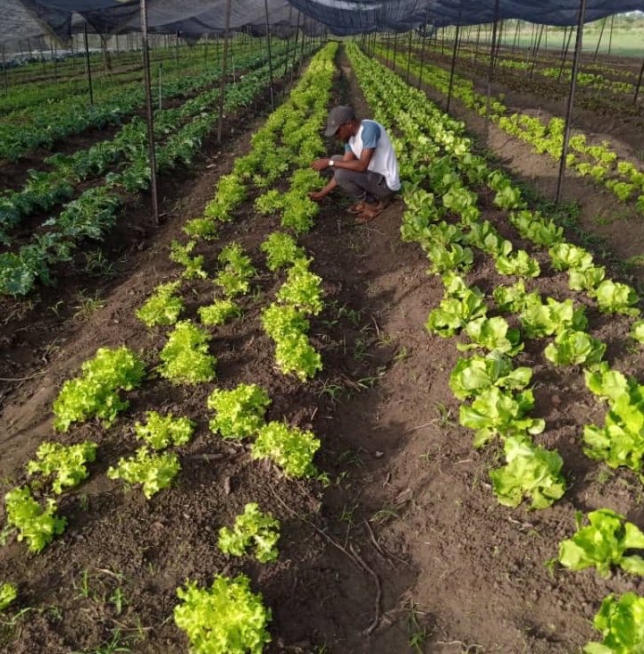baadellijames's tweet photo. The Open Field...The Greenhouse..The Nursery 👩‍🌾 https://t.co/NxNdPMpiNN
